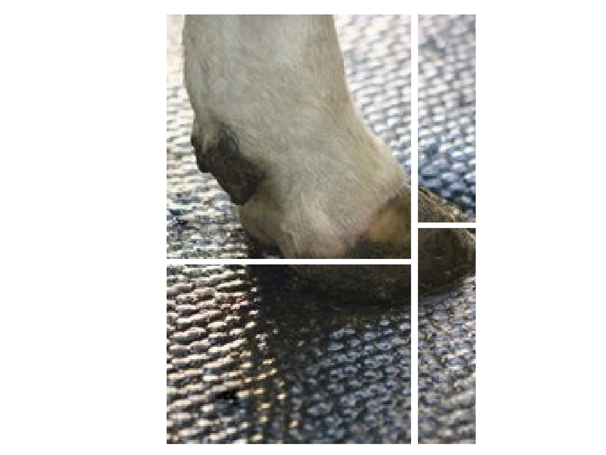 Foam-Filled Cow Mattress