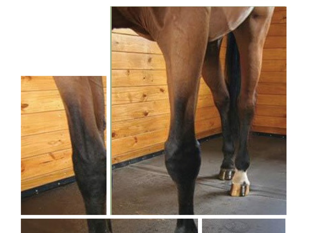 Interlocking stall mat for horses