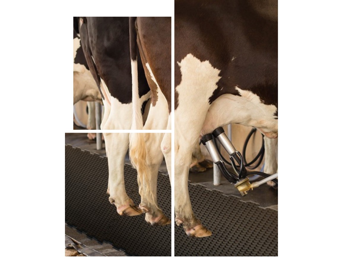 Reversible Milking Parlor Mat