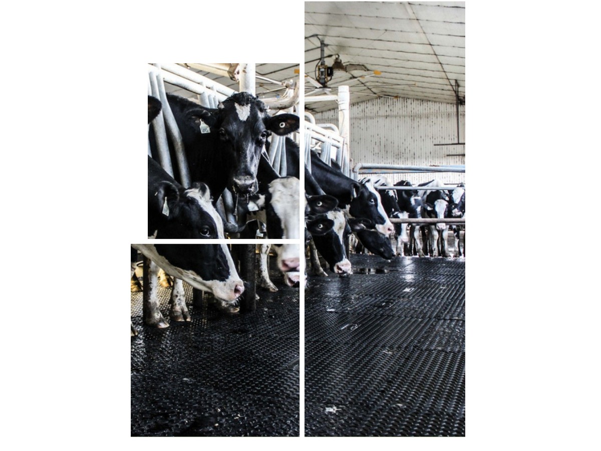 Studded cow mat in a dairy barn